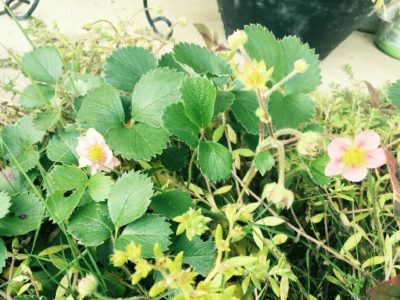 Photo by ♡コッコママ♡さん@GreenSnap