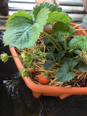 Photo by マシュマロさん@GreenSnap