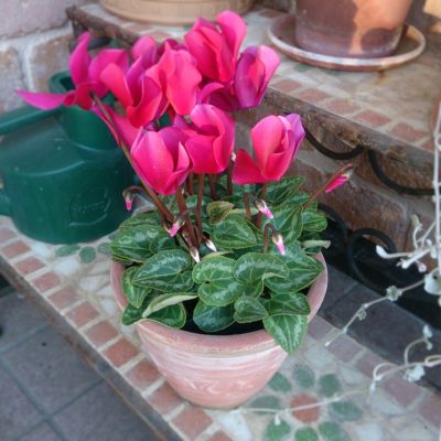 Photo by てらこったさん@GreenSnap