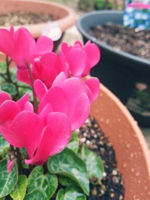 Photo by コッペさん@GreenSnap