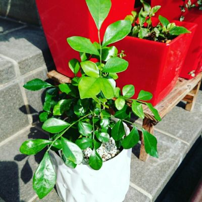 Photo by kawokawoさん@GreenSnap 