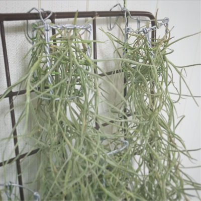 Photo by teddy75さん@GreenSnap 