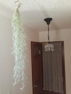 Photo by 虹の玉さん@GreenSnap 