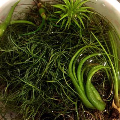 Photo by ちえり。さん@GreenSnap 