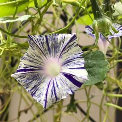 Photo by なるとさん@GreenSnap 