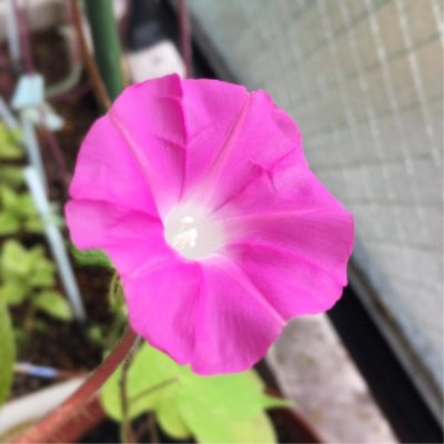 Photo by karintoeさん@GreenSnap 