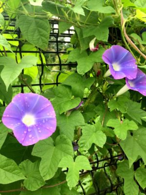 Photo by 奏♪さん@GreenSnap 