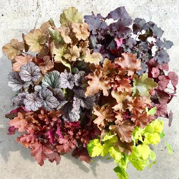 1476848996438_thum_1476848995809_thum_tmp