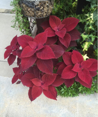 スクリーンショット 2016-10-20 10.01.15