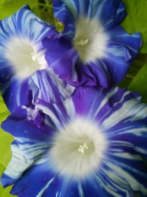 Photo by オガチャンさん@GreenSnap