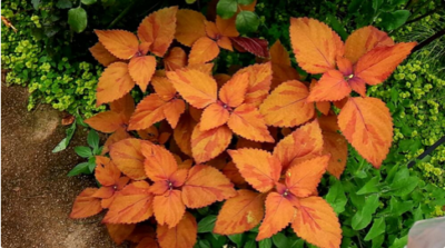 スクリーンショット 2016-10-20 10.04.12