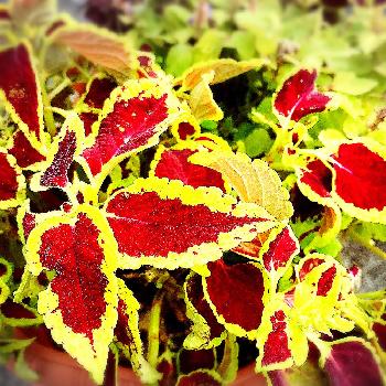 1475795700671_thum_1475795700188_thum_tmp