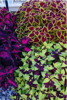 スクリーンショット 2016-10-20 10.15.12