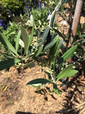 Photo by kumichikaさん@GreenSnap