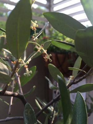 Photo by まきさん@GreenSnap