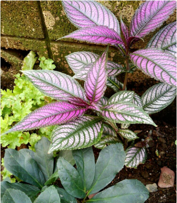 スクリーンショット 2016-10-20 10.24.19