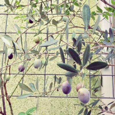 Photo by spring has comeさん@GreenSnap