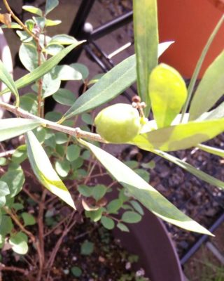 オリーブの肥料は与える時期で使用量が異なる Greensnap グリーンスナップ