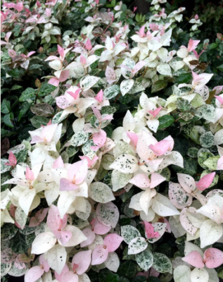 スクリーンショット 2016-10-20 10.45.19