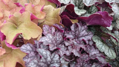 スクリーンショット 2016-10-20 11.33.11