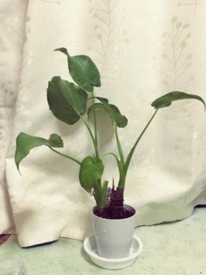 Photo by ちゃみさん@GreenSnap