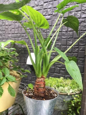 Photo by cocco0505さん@GreenSnap