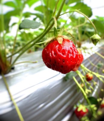 Photo by taiyo-020xoさん@GreenSnap