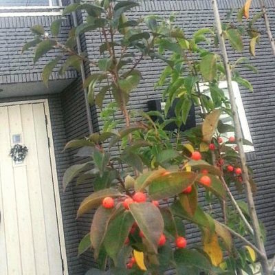 出典元：Instagram