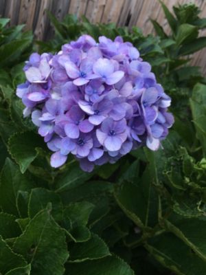 Photo by ☆のん☆さん@GreenSnap