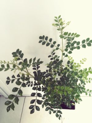 Photo by 隙間ガーデニン♡さん@GreenSnap