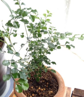 Photo by うさ吉さん@GreenSnap