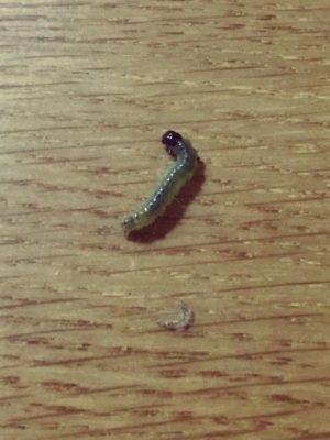 Photo by ★a.k★さん@GreenSnap