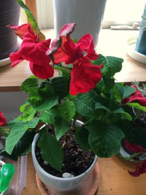 Photo by SHIHOさん@GreenSnap