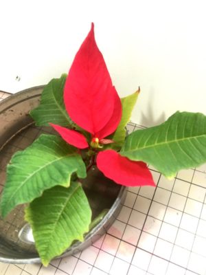 Photo by ゆうすさん@GreenSnap