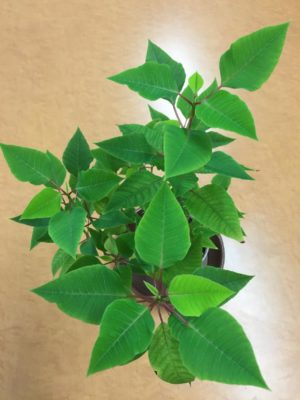 Photo by honeybeeさん@GreenSnap