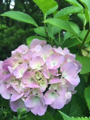 Photo by FUMIさん@GreenSnap