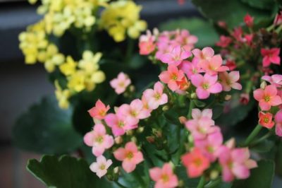 54caa87c928604f1981a0ec33a9924b8