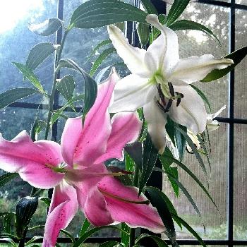 1475395391869_thum_1475395391467_thum_sample