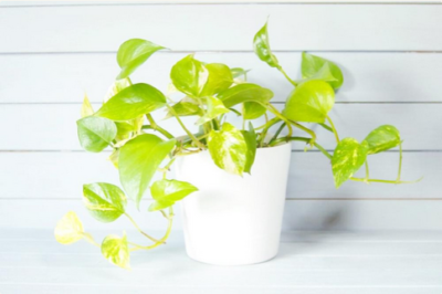 スクリーンショット 2016-10-21 10.32.30