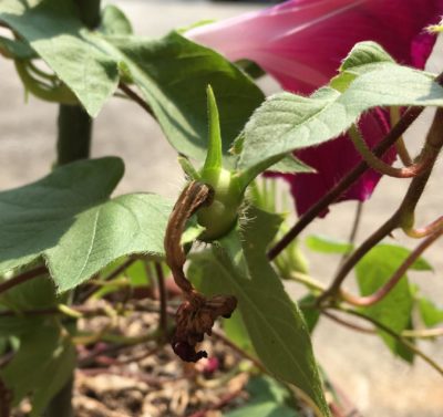 Photo by なおちゃんさん@GreenSnap