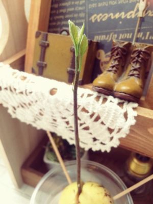 Photo by まぁのんさん@GreenSnap