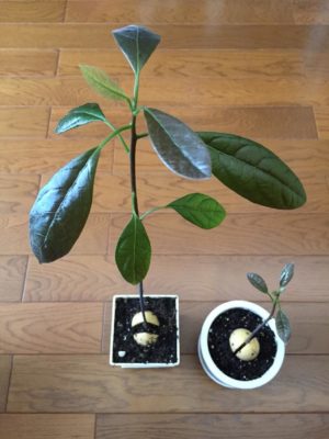 Photo by じんさん@GreenSnap