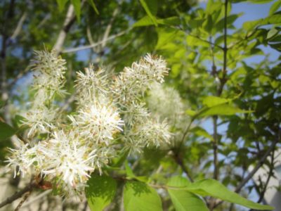 Photo by みきしさん@GreenSnap