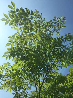 Photo by junrinさん@GreenSnap