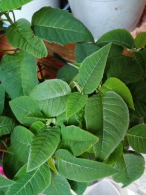 Photo by りこさん@GreenSnap