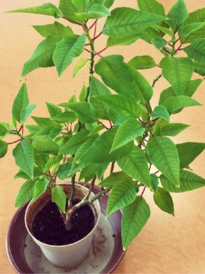 Photo by honeybeeさん@GreenSnap