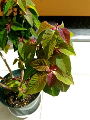 Photo by あぐね。さん@GreenSnap