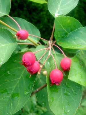 Photo by 87meさん@GreenSnap