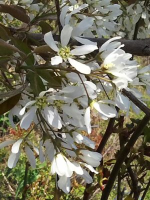 Photo by sanpoさん@GreenSnap