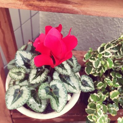 Photo by ayuさん@GreenSnap